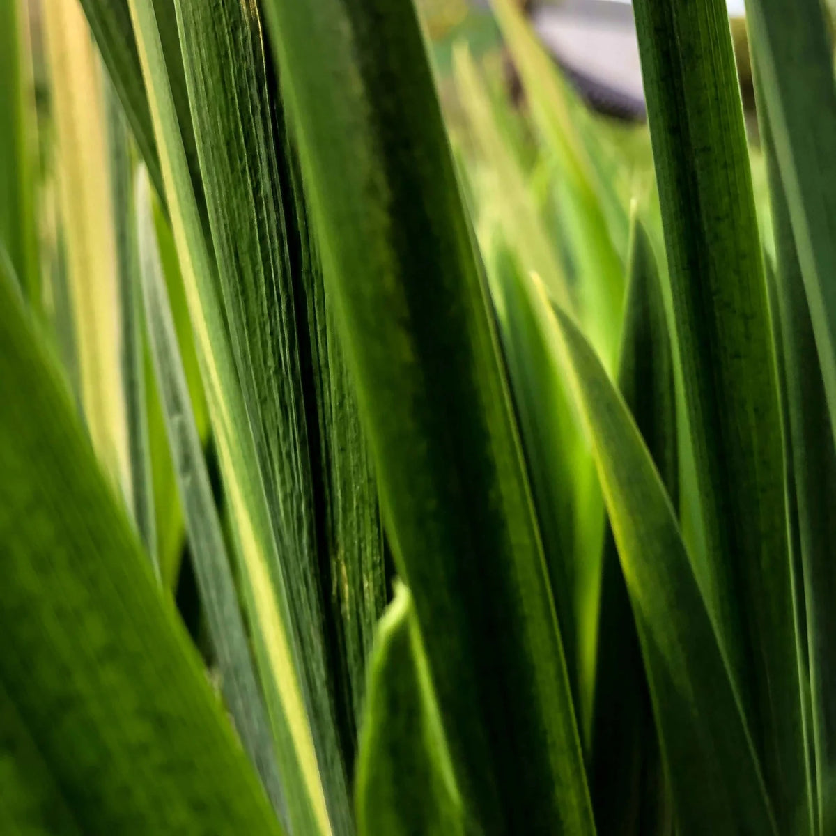 Lemon Grass 