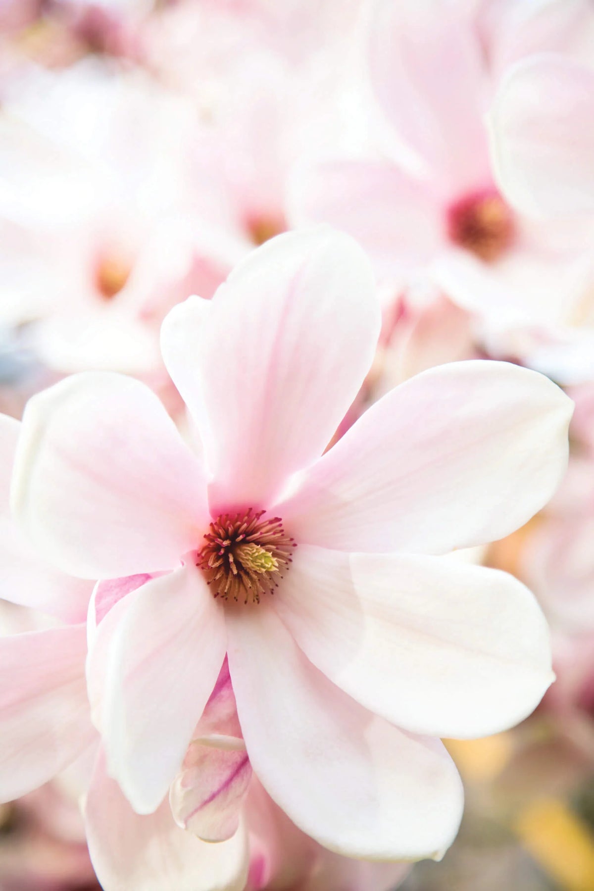 Magnolia Blossom & Wood