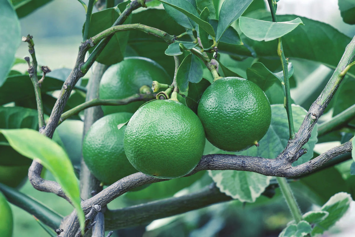 Mediterranean Bergamot